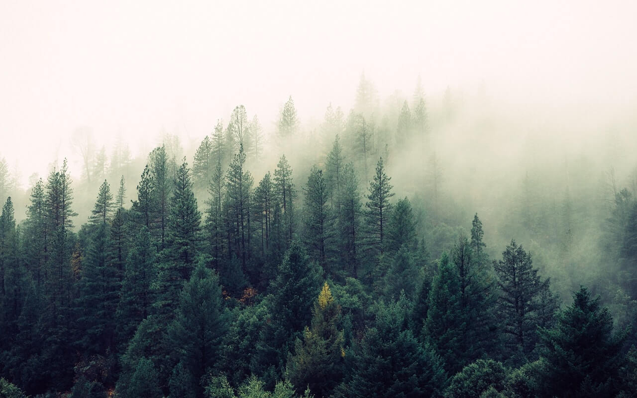 Aliquam purus sit amet luctus venenatis lectus magna Nature Forest Trees Fog 4827